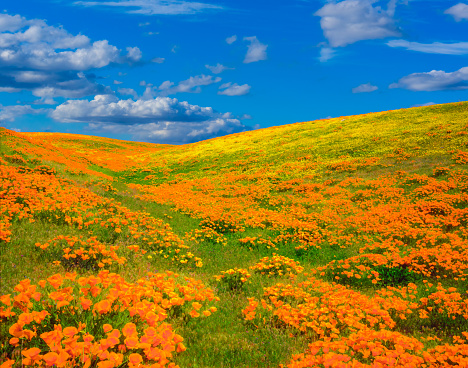 Hilltop covered with a super bloom of poppies along the San Andreas Fault, CA