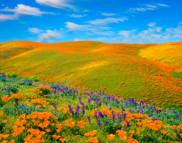 Wildflower in the foothills of California Hilltop covered with a super bloom of poppies along the San Andreas Fault, Los Angeles County Gorman CA california golden poppy stock pictures, royalty-free photos & images