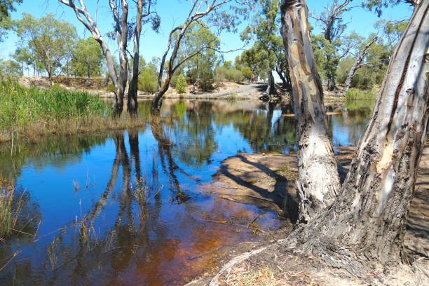 Horsham,  Victoria, Australia The Wimmera River meandering through Wimmera Country victoria australia photos stock pictures, royalty-free photos & images