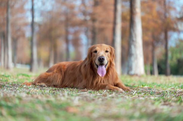 istock golden retriever lying on grass 1368507977