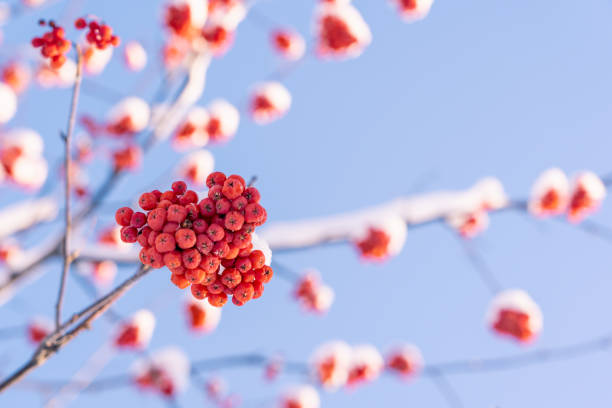 Red rowan berries on a tree branch in winter, selective focus