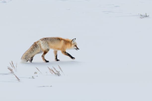 istock Red Fox hunting for a meal 1368509638