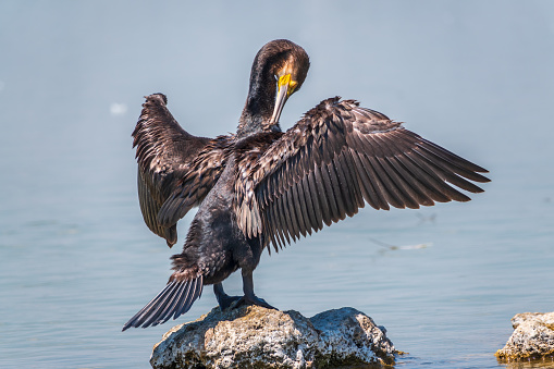 Great cormorant, Phalacrocorax carbo, sits on stone and dries its wings on the wind. The great cormorant, Phalacrocorax carbo, known as the great black cormorant, or the black shag.