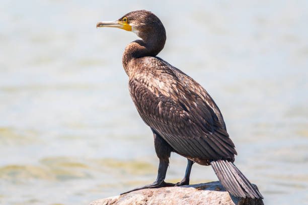 istock Great cormorant, Phalacrocorax carbo, standing on a stone on the sea shore. 1368512672