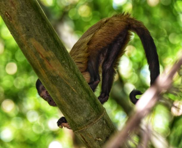 istock Tufted Capuchin Monkey, Bamboo Cathedral, Chaguaramas, Trinidad and Tobago 1368512775