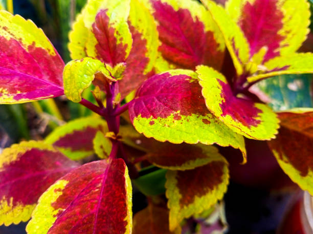 istock Coleus scutellarioides plant in the yard 1368513522