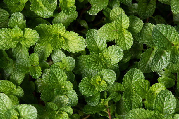 istock Mint plant grow at vegetable garden 1368514824