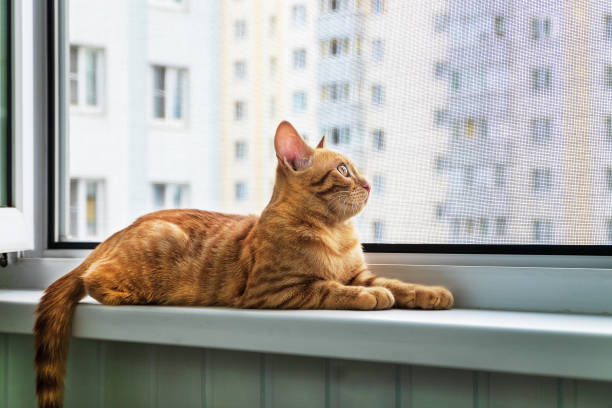 istock Kitten lies on windowsill. Anti-mosquito anti-vandal protective net 1368515404
