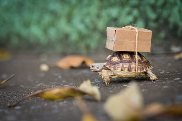 istock Close-up turtle with shipping box on a back,Slow delivery on turtle 1368515498