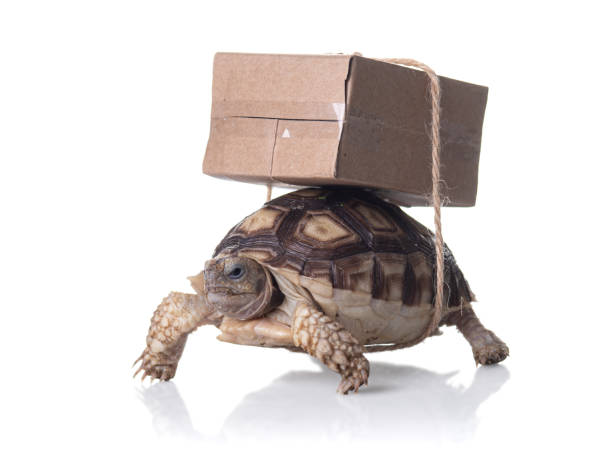 istock Close-up turtle with shipping box on a back,Slow delivery on turtle 1368515511