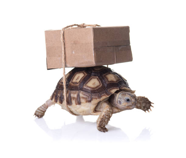 istock Close-up turtle with shipping box on a back,Slow delivery on turtle 1368515512