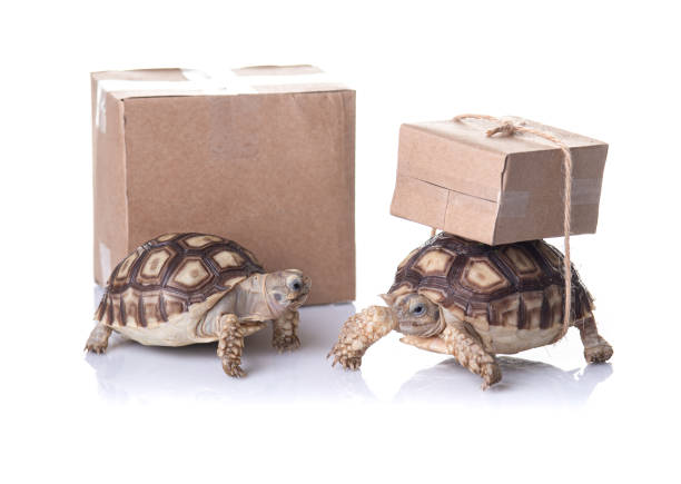 istock Close-up turtle with shipping box on a back,Slow delivery on turtle 1368515513