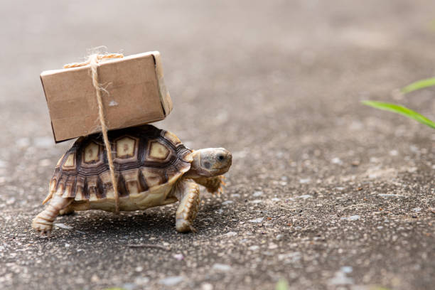 istock Close-up turtle with shipping box on a back,Slow delivery on turtle 1368515526