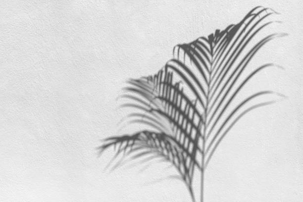 Palm tree leaf black shadow on white texture wall, gray tropical leaves reflection on light surface, abstract plant branch shade, summer nature backdrop, monochrome natural floral pattern background sombra negra de hoja de palmera en la pared de textura blanca, reflejo de hojas tropicales grises en la superficie clara, sombra de rama de planta abstracta, telón de fondo de naturaleza de verano, fondo de patrón floral natural monocromático