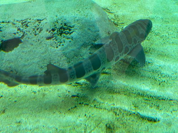 istock shark swimming in water 1368515699