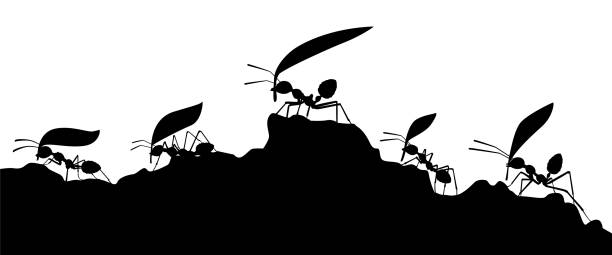 Working ants with leaves silhouette vector, Teamwork concept Working ants with leaves silhouette vector, Teamwork concept ant stock illustrations