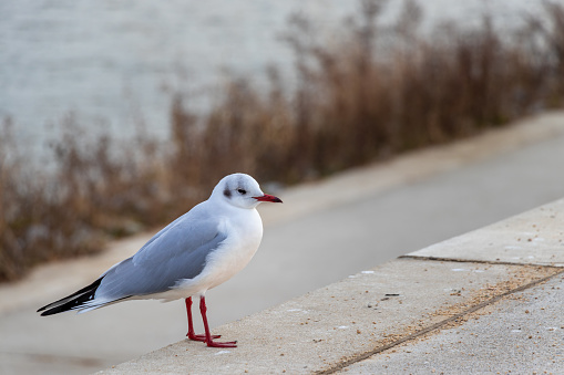 A black-headed gull standing by the water