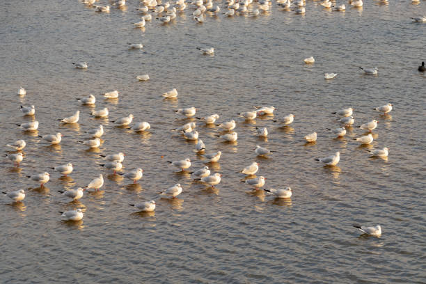 istock Many seagulls floating on the surface of the water 1368516546