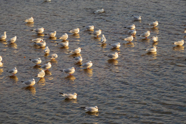 istock Many seagulls floating on the surface of the water 1368516551