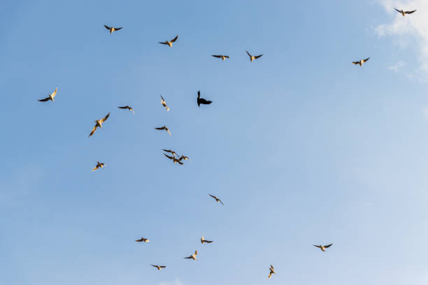 istock Many seagulls flying in the blue sky 1368516592