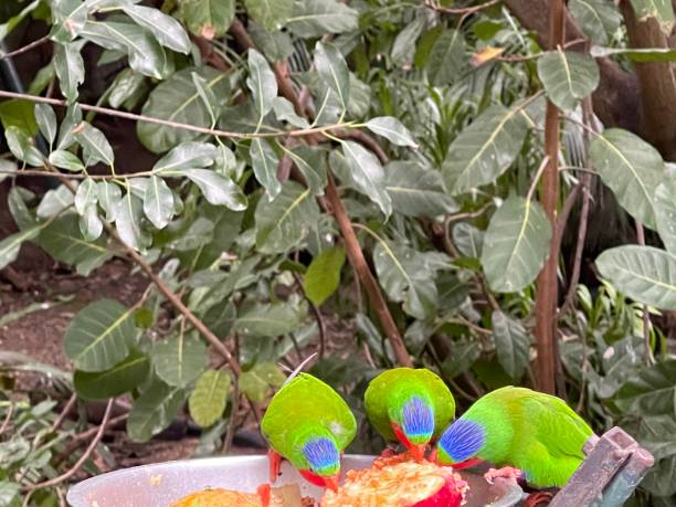 istock A flock of green birds foraging 1368516651