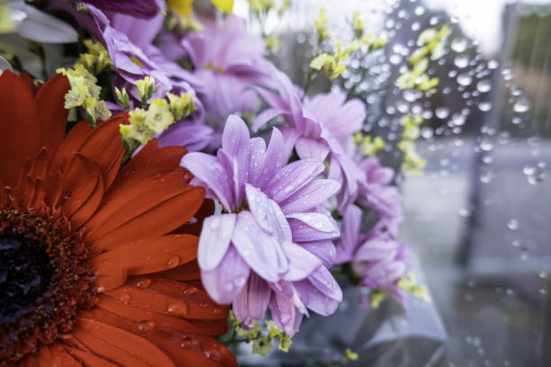 istock Flowers in a cemetery 1368517480