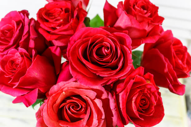istock photo red, pink, purple roses 1368519246
