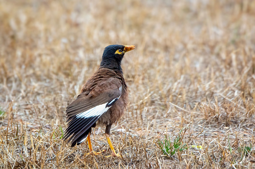 Common Myna bird with a beetle in it’s mouth
