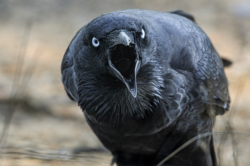 Australian raven (Corvus coronoides)  close-up