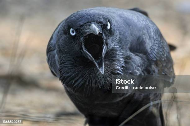 Black Raven In The Wild Stock Photo - Download Image Now - Crow - Bird, Bird, Raven - Bird