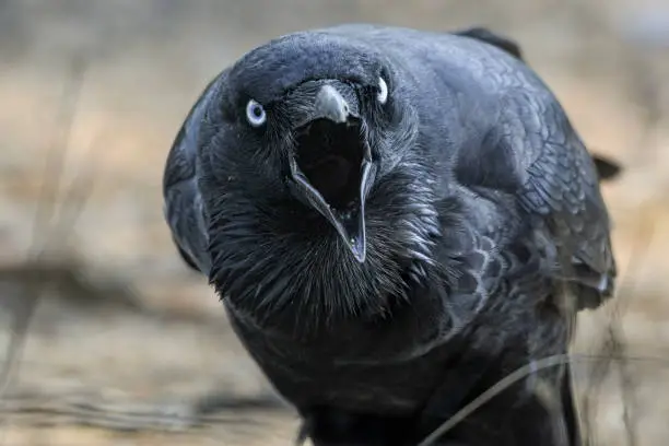 Photo of Black Raven in the wild