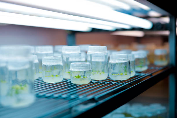 In vitro plant callus tissue culture Plant callus tissue culture. Biology science plant regeneration. Various plants cultivated in vitro in dishes and tubes in nutrient medium, biotechnology concept In vitro growth medium cultured cell stock pictures, royalty-free photos & images