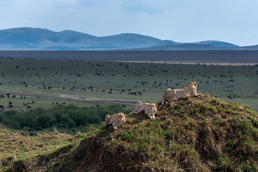 When the Tano bora coalition cheetahs put up a show watching thousands of antelopes grazing in Masai Mara