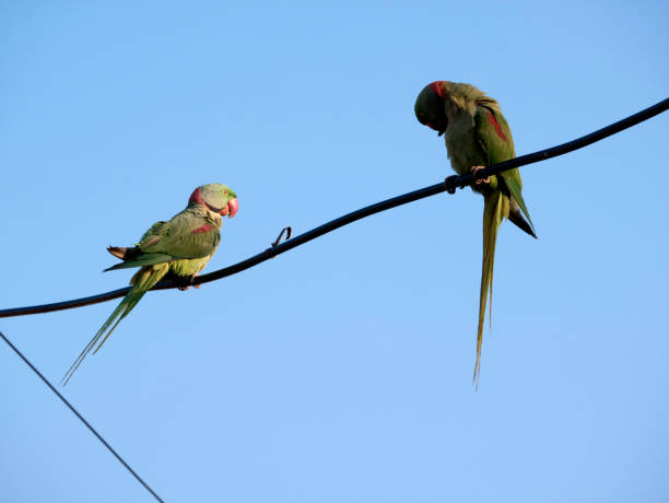 istock Bird Alexandrine Parakeet 1368520888