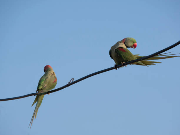 istock Bird Alexandrine Parakeet 1368520891