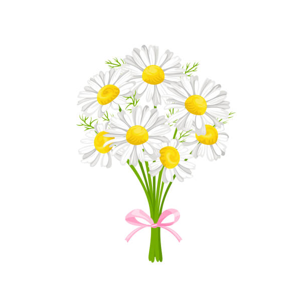 ilustraciones, imágenes clip art, dibujos animados e iconos de stock de ramo de margarita aislado sobre fondo blanco. flores de manzanilla de primavera vectorial. ilustración plana de dibujos animados. icono floral. - chamomile plant chamomile bouquet wildflower