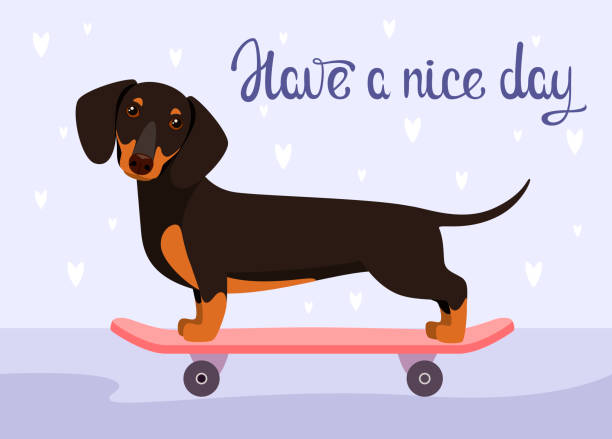 ilustraciones, imágenes clip art, dibujos animados e iconos de stock de una postal con un divertido perro salchicha - dachshund