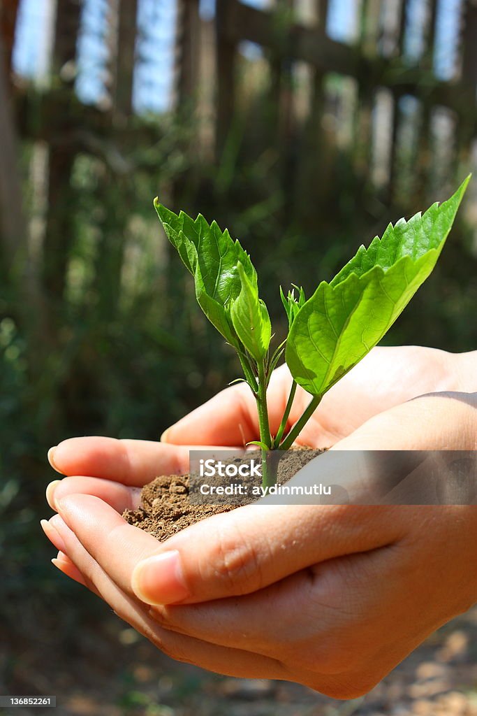 Plant in hands - Lizenzfrei Motivation Stock-Foto