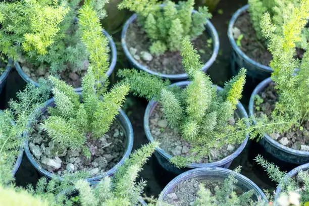 Photo of Asparagus fern small plants in pot