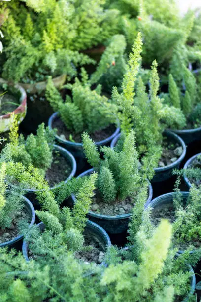 Photo of foxtail asparagus fern plants in pots