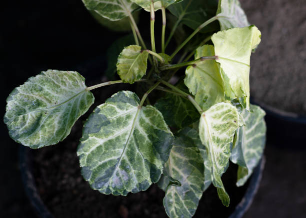 istock Aralia variegated plant top angle view 1368525739