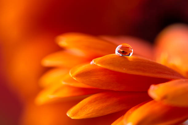 Orange flower petals  with water drop close up over red background. Macro photography of gerbera daisy flower petals with dew.