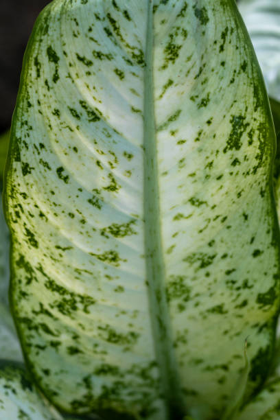 istock Dieffenbachia plant single leaf closeup view 1368525962