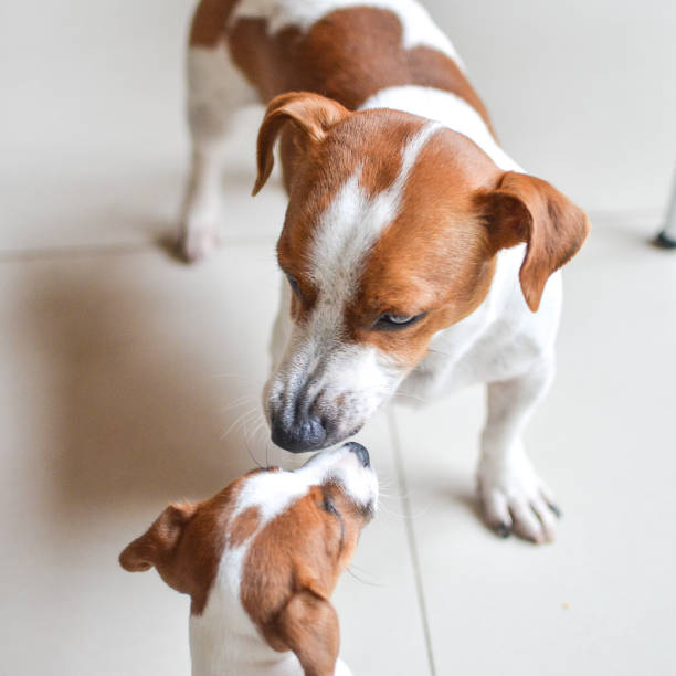istock Jack Russell Father and Son 1368525963