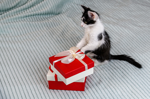 Little black and white kitten and gift box on bed