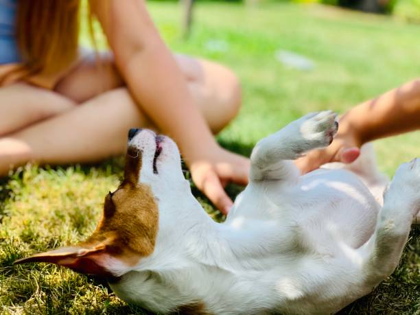 istock Children hands caressing dog outdoors. Owner walks with dog. 1368526975