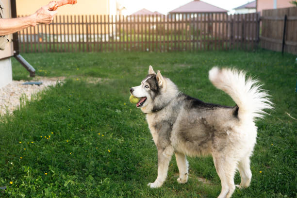 Owner is playing with a husky dog in yard of house on grass behind fence. A toy in the owner's hand, a happy husky with a ball in his teeth. Friendship with a pet, care, training and entertainment stock photo