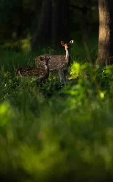 Spotted deers are the magical animals of jungles. Shot in Jim Corbett national park, India