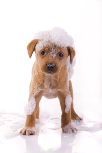 cute, wet puppy/ isolated on white