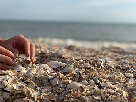 Hands collecting shells on the sea beach. Close-up of children's hands with collected seashells over the sea. Selective focus.